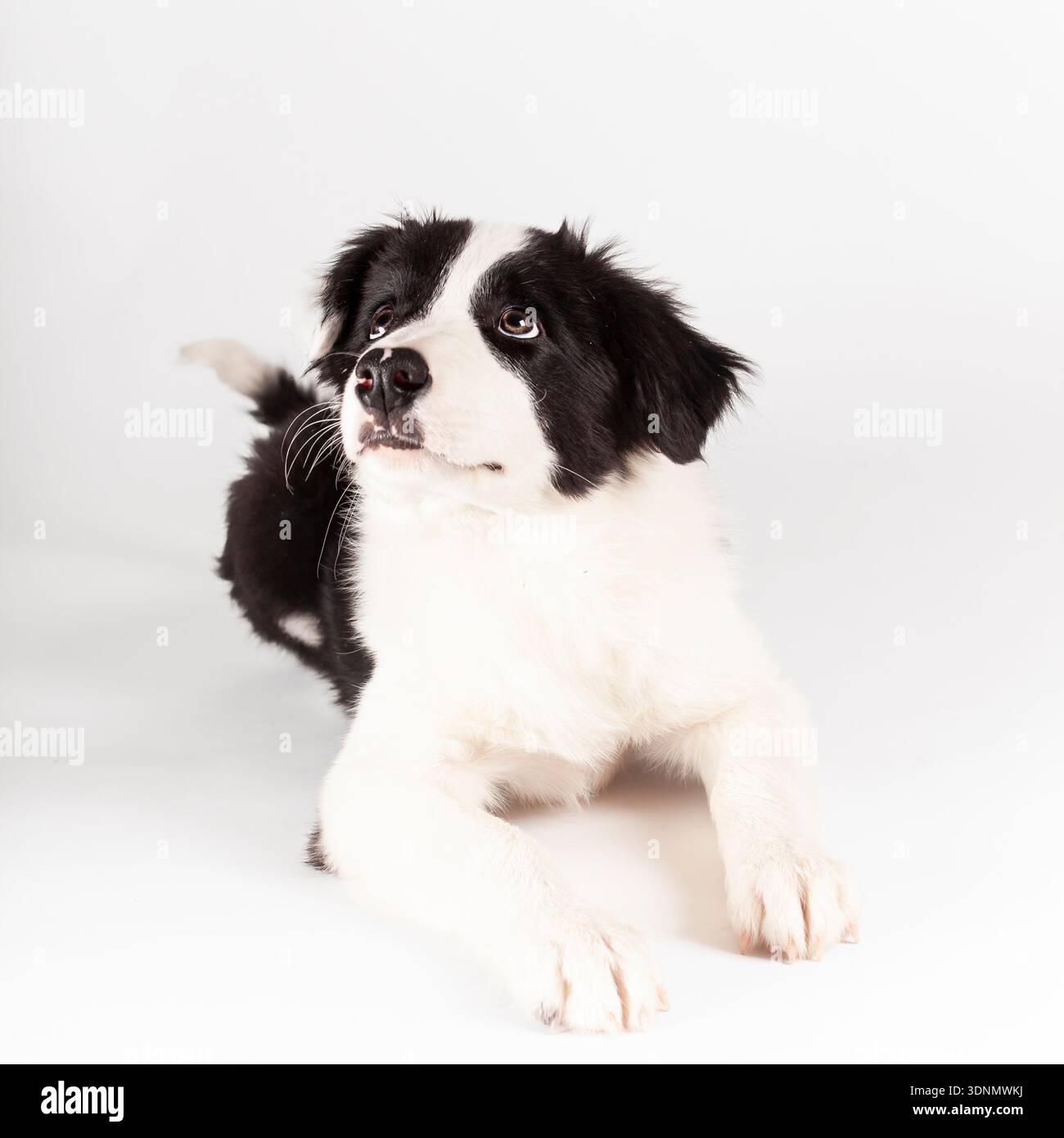 simpatico cucciolo bordercollie che si stende in studio guardando in alto Foto Stock