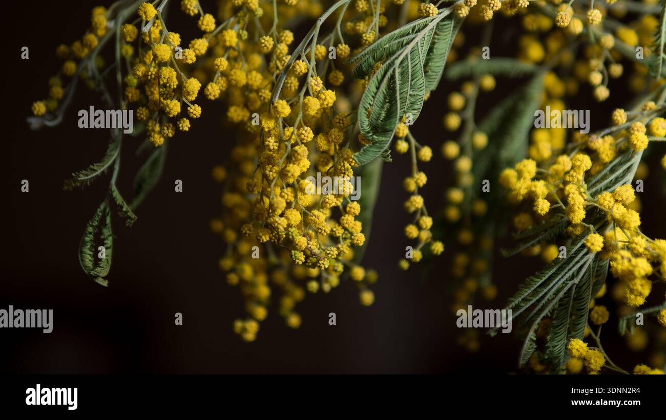 Sfondo Macro Fiori Mimosa Foto Stock