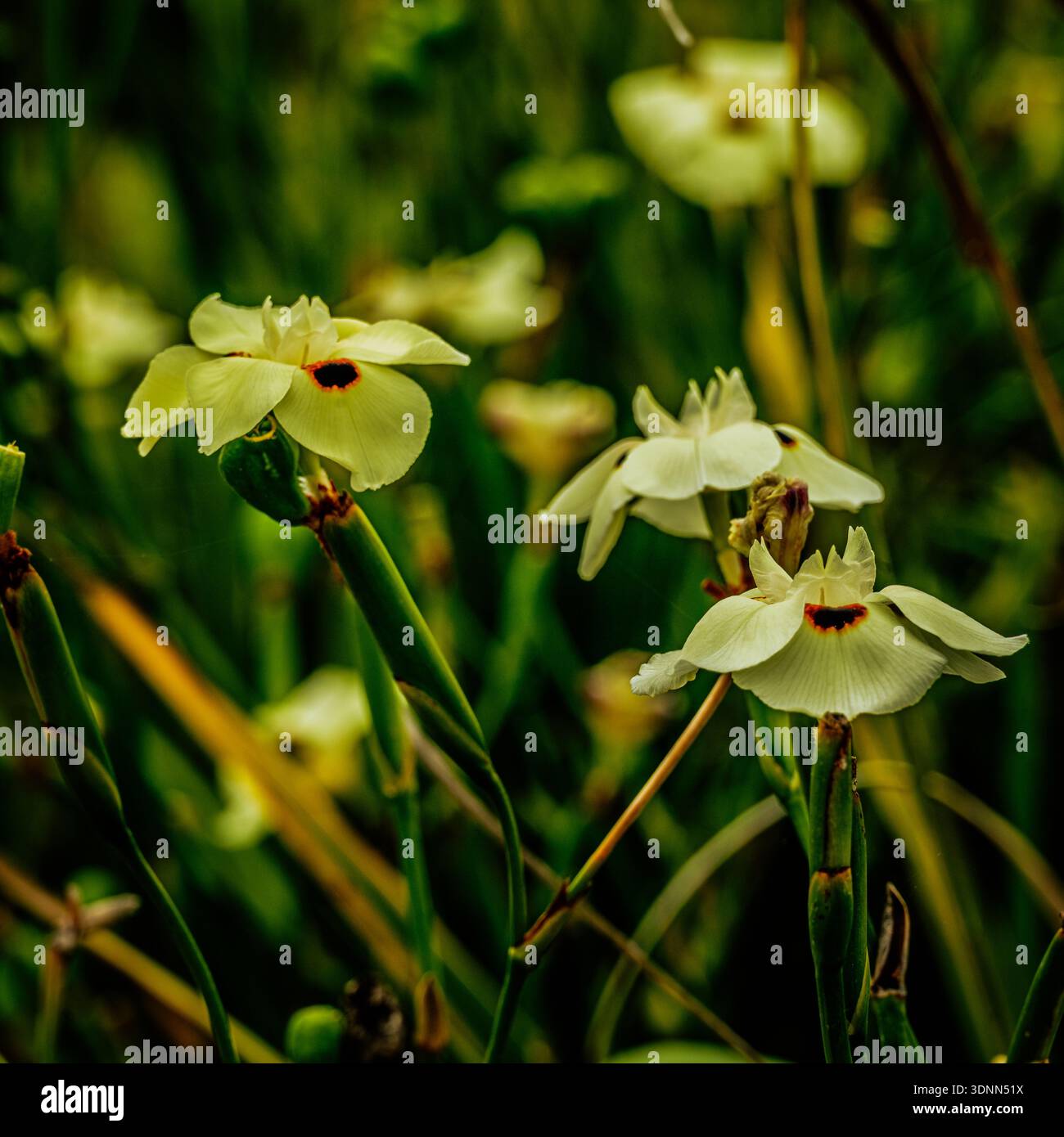 Vista ravvicinata di diversi fiori gialli pallidi di Iris selvatici, noti anche come Iris africani, che mostrano i loro unici segni di marrone scuro e steli verdi in mezzo Foto Stock