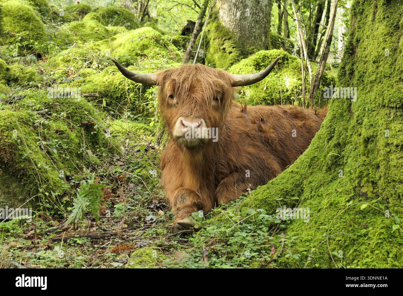 Mucca dell'altopiano Foto Stock