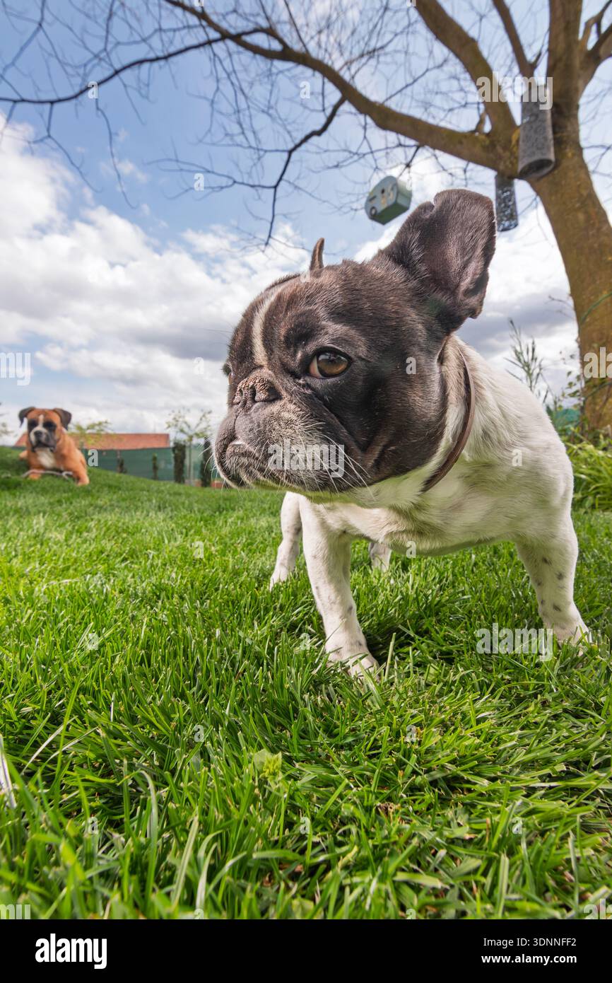 Un curioso bulldog esplora un vivace prato sul retro, mentre un altro cane riposa sullo sfondo. Cielo luminoso, alberi e una divertente scena all'aperto perfetta per Foto Stock