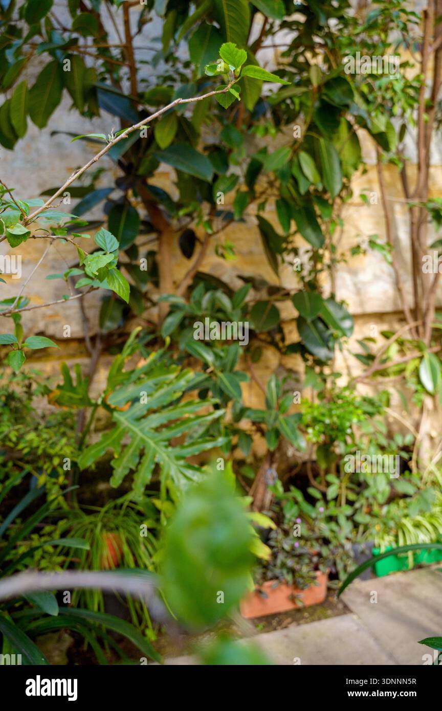 Ficus lyrata e Philodendron piante che crescono contro un muro di pietra gialla testurizzata in un giardino. Concetto di design degli interni organico, serra tropicale Foto Stock