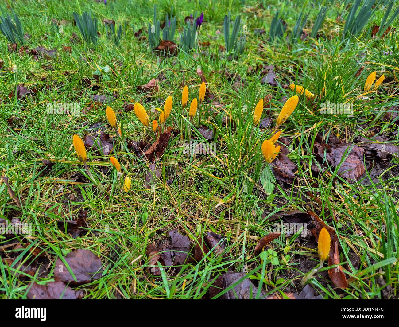 La prima apparizione di Crocus prima della primavera 2026 a Nottingham, Regno Unito. Foto Stock