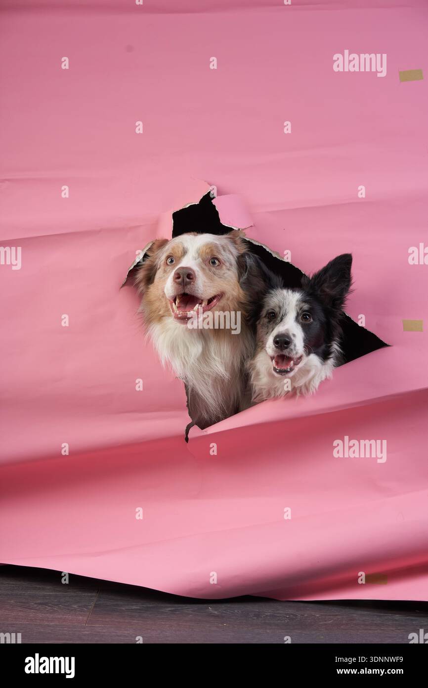 Due collies di bordi sbirciano le loro teste attraverso una carta rosa strappata, la loro morbida pelliccia che contrasta con lo sfondo luminoso. Le loro espressioni giocose aggiungono Foto Stock