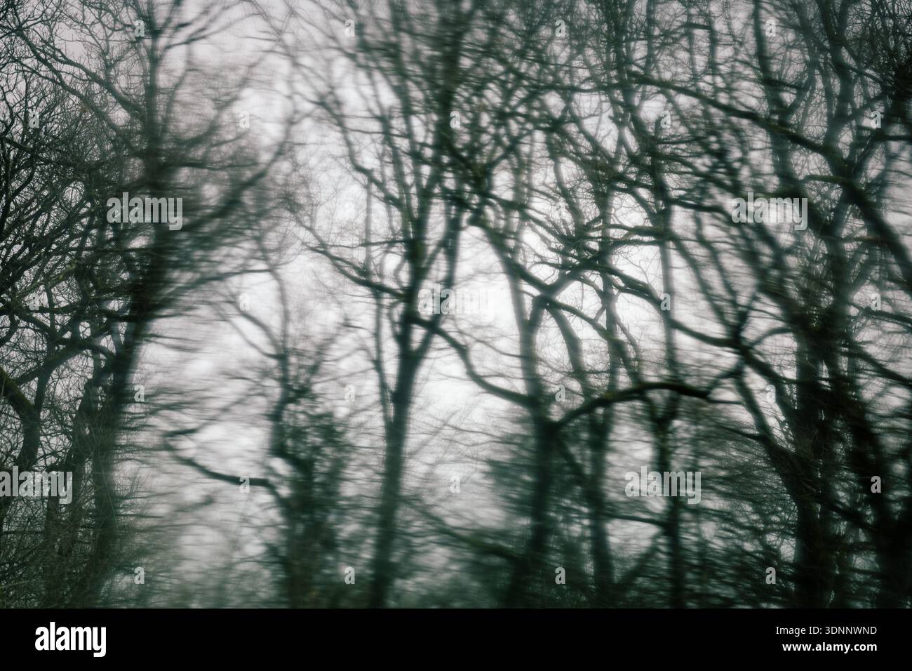 Il movimento offuscava gli alberi della foresta invernale Foto Stock