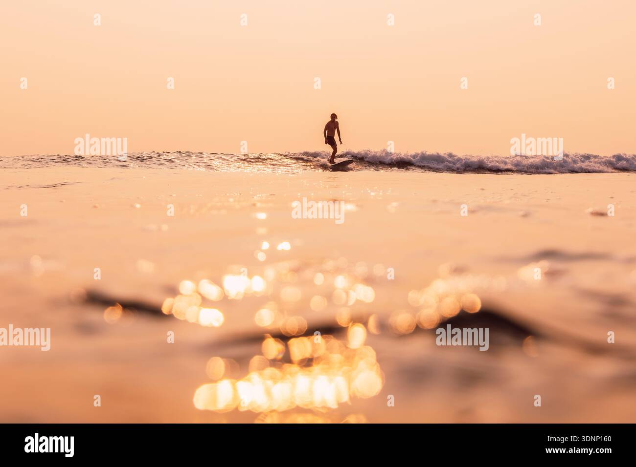 Surfista cavalcando una piccola onda al tramonto dorato, oceano calmo e luce calda. Surf su longboard Foto Stock