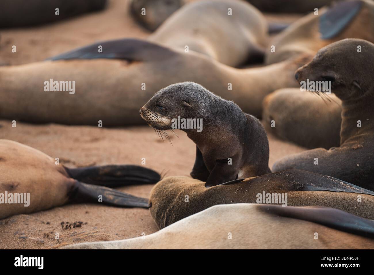 Un gruppo di otarie orsine del Capo, tra cui un curioso cucciolo, riposa su una spiaggia sabbiosa lungo la costa della Namibia. L’habitat naturale mette in risalto il wildli della regione Foto Stock