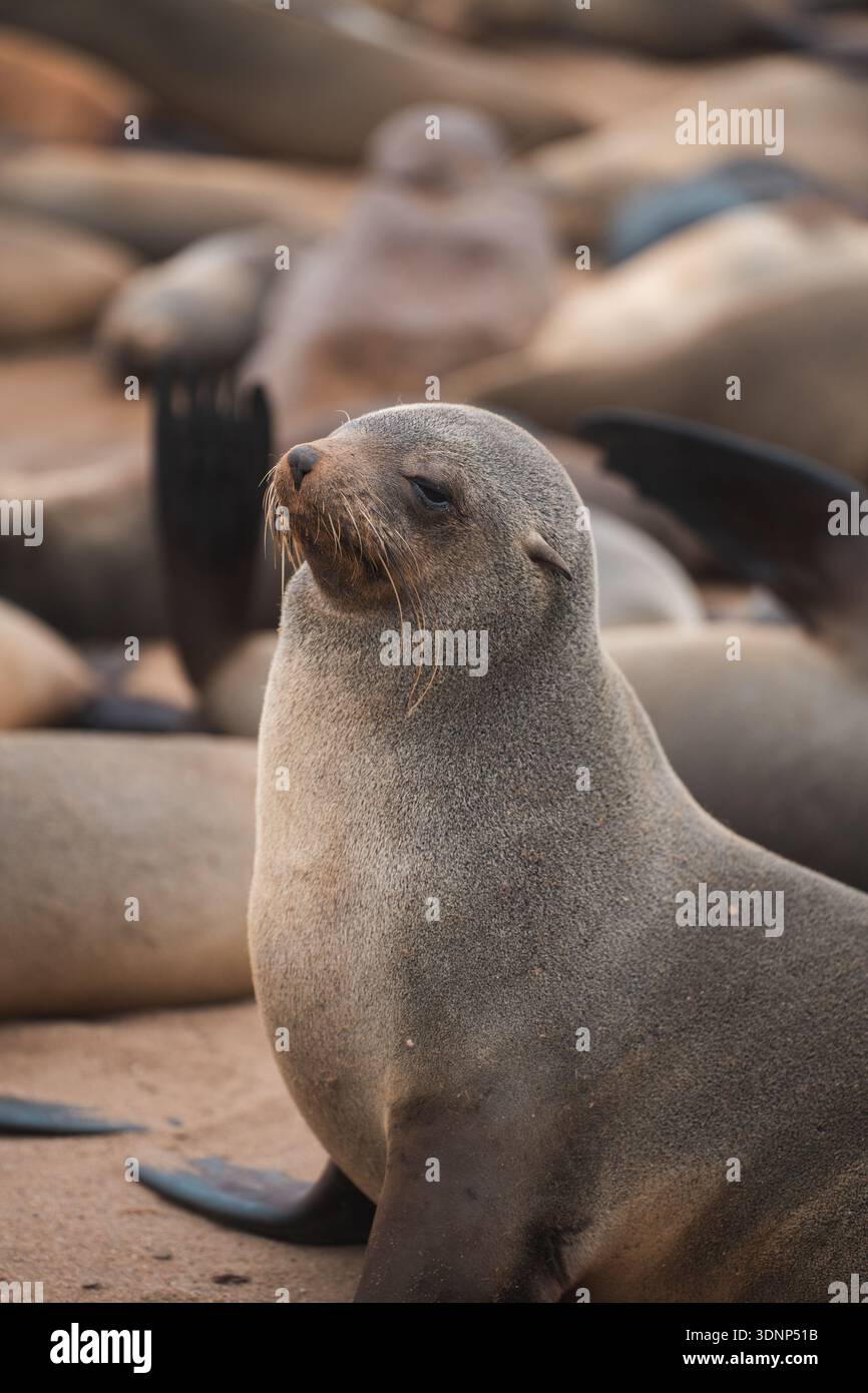 Una grande colonia di otarie orsine del Capo si trova sulle coste sabbiose della Namibia. Le otarie orsine sono note per la loro natura giocosa e prosperano in questo habitat costiero Foto Stock