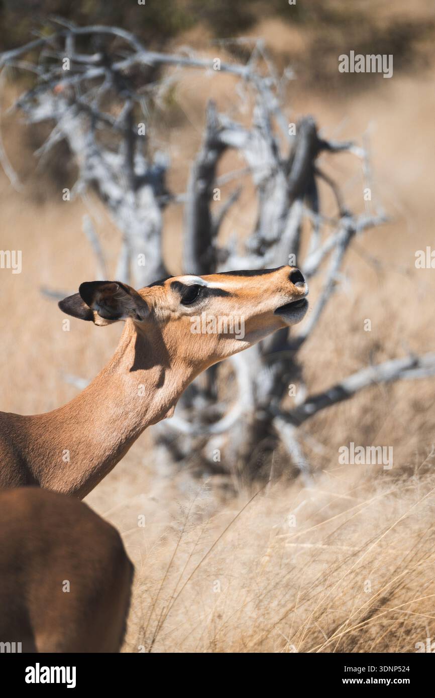 Un impala femminile pascolerà graziosamente tra le praterie asciutte del Parco Nazionale di Etosha, Namibia, mostrando la bellezza naturale e la ricca fauna selvatica della A. Foto Stock