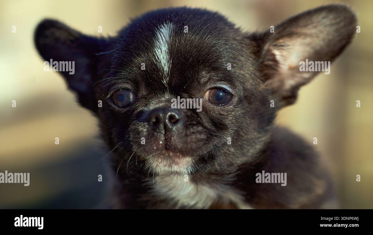 Adorabile cucciolo di chihuahua con occhi espressivi Foto Stock