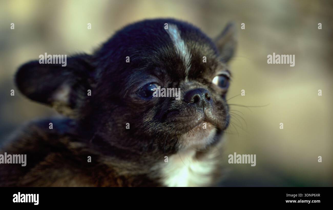 Grazioso ritratto di cucciolo chichuahua su sfondo neutro Foto Stock