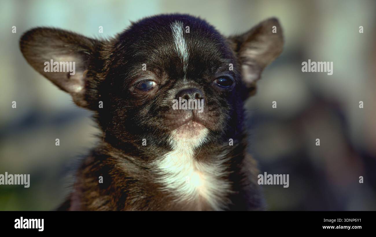 Ritratto di un cucciolo di chishuashua marrone Foto Stock