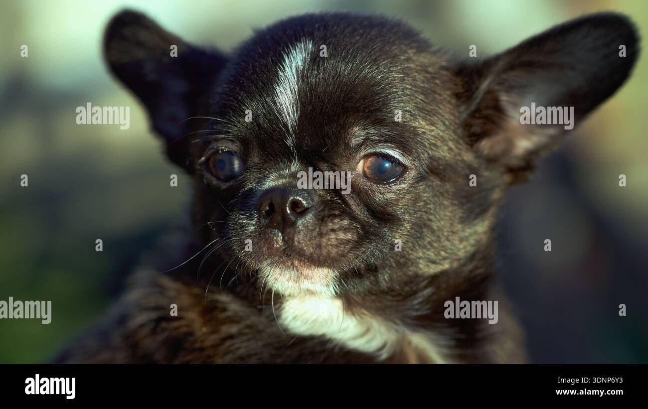 Cucciolo di chihuahua di razza pura, ritratto in studio Foto Stock