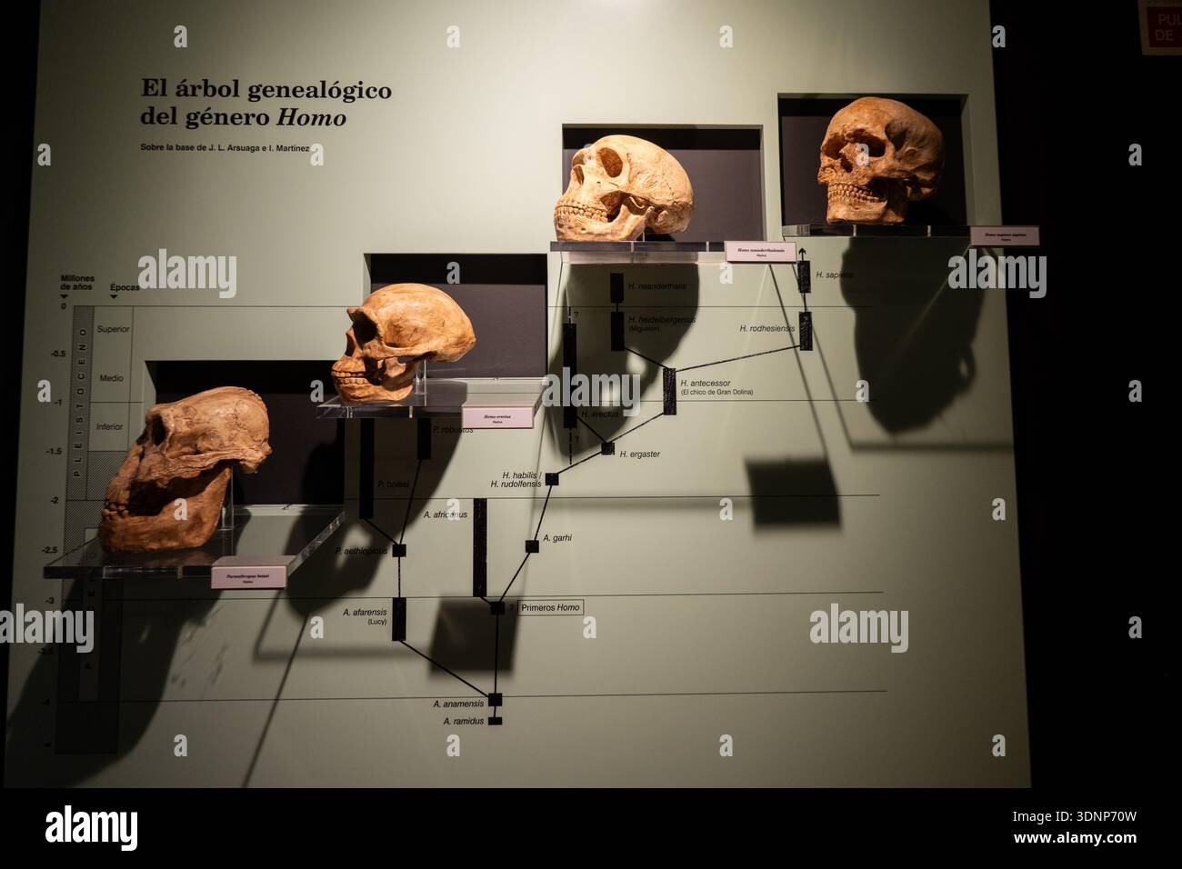 Pannello espositivo che mostra l'evoluzione umana e le repliche del cranio al Museo Arqueologico Municipal de Jerez de la Frontera, Spagna. Foto Stock
