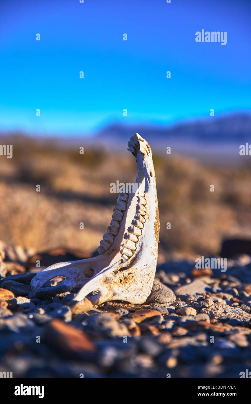 Jawbone di Skeleton animale sul fondo del deserto roccioso con montagne sfocate Foto Stock
