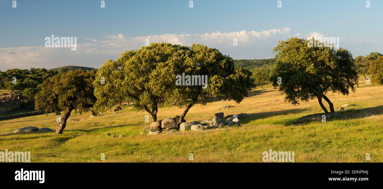 Querce nella campagna spagnola dorata Foto Stock