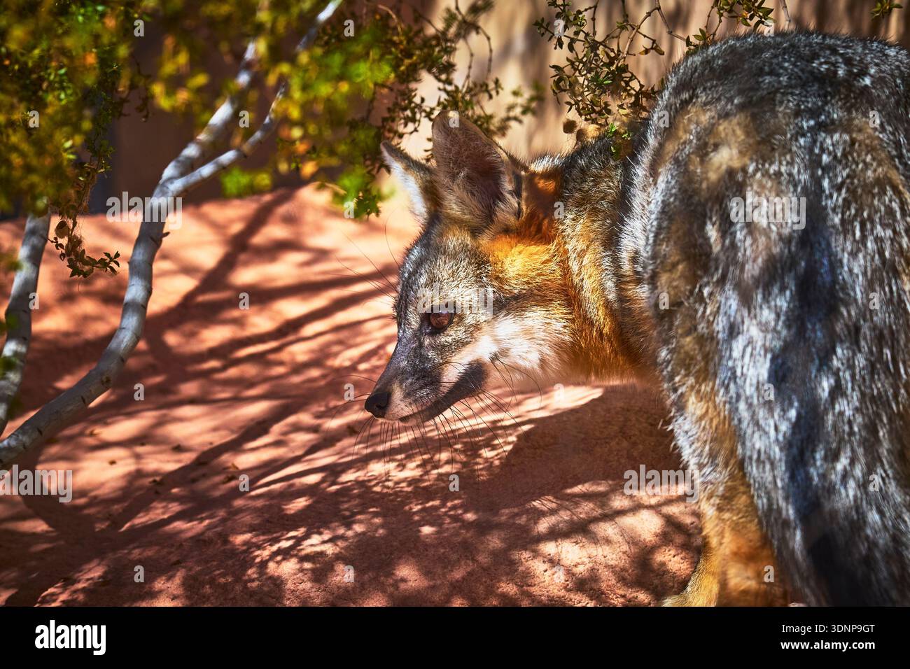 Volpe grigia alla luce del sole tra le rocce del deserto e la vegetazione Nevada Wildlife Foto Stock