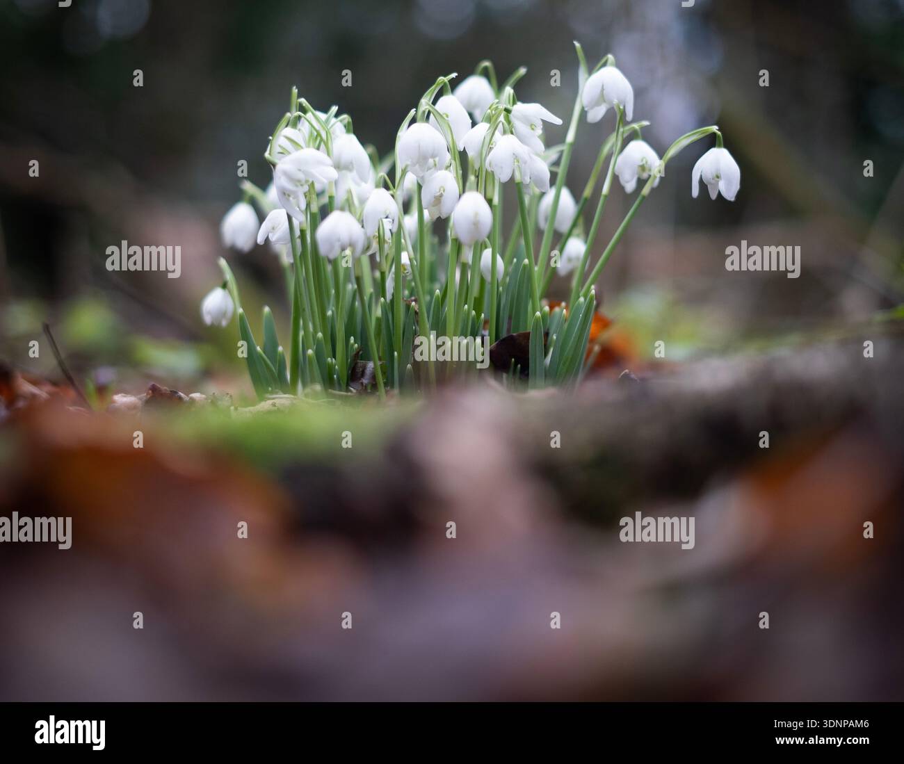 Fiori di goccia di neve selvatica che crescono nel bosco, Worcestershire, Inghilterra. Foto Stock