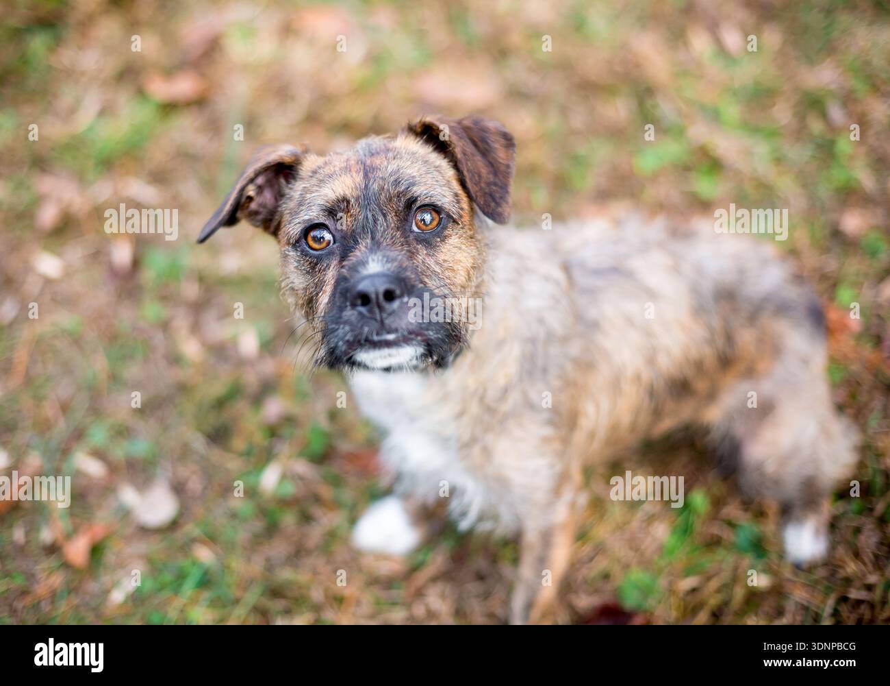Un cane di razza mista Border Terrier dai capelli corti che guarda verso l'alto con un'inclinazione della testa Foto Stock