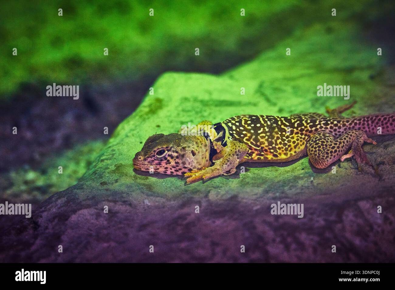Lucertola colorata che riposa sulla roccia nella vivace fauna selvatica Habitat Macro Animal Foto Stock