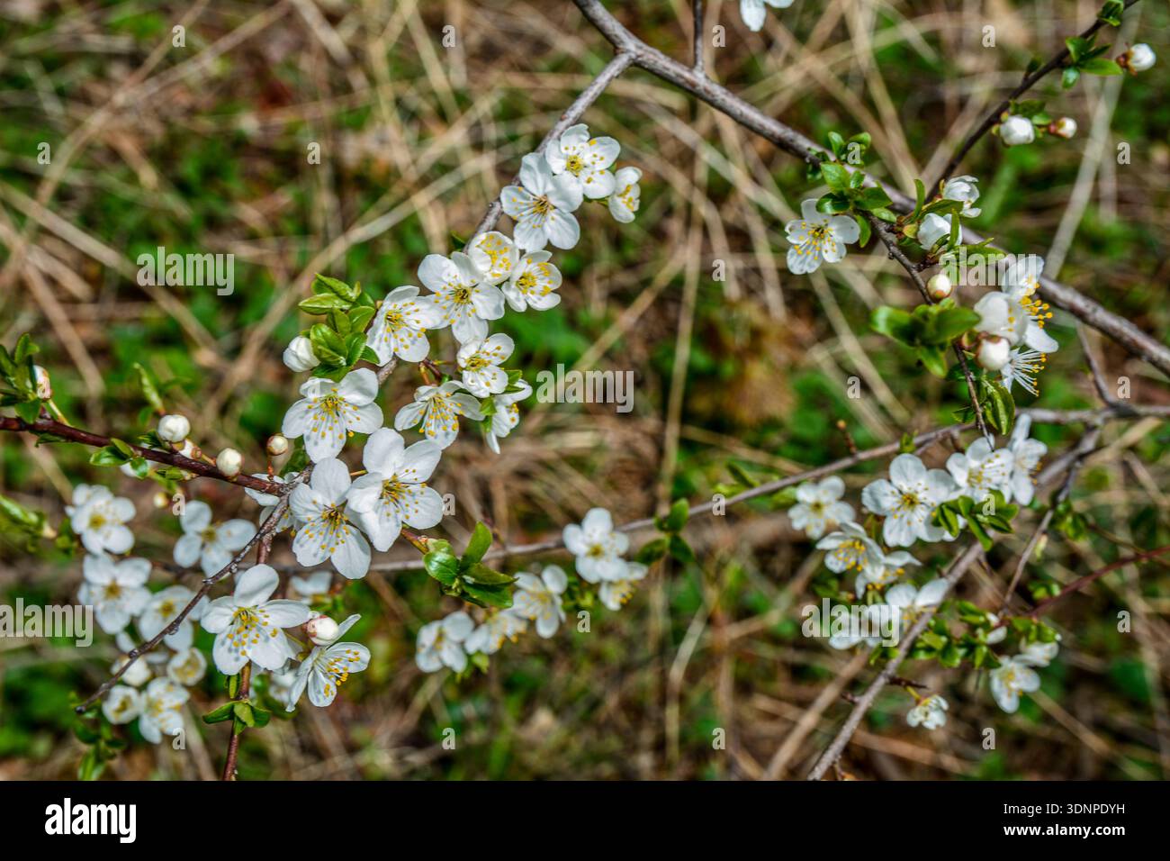 Prunus Cerasifera prugna bianca in fiore. Fiori bianchi di Prunus Cerasifera . Foto Stock