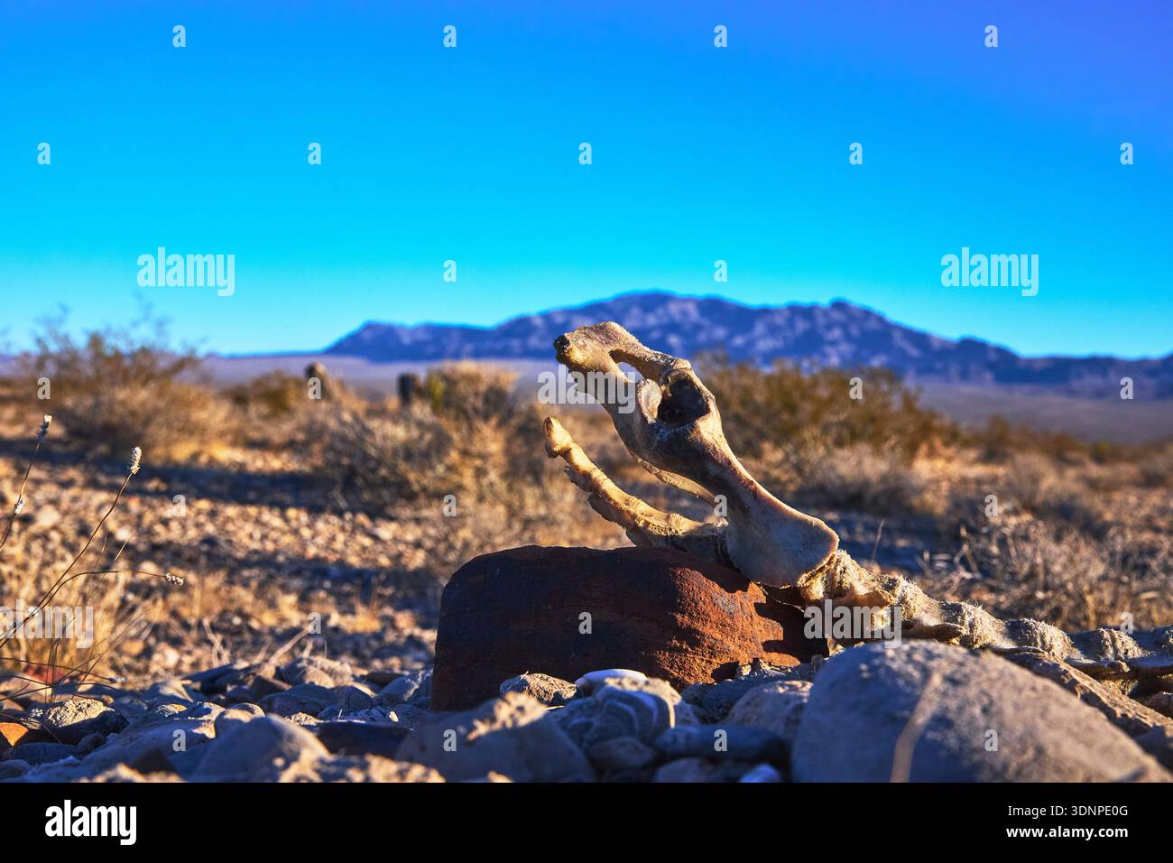 Lo scheletro del Cervo di mulo nel deserto del Nevada con il paesaggio montano del Red Rock Canyon Foto Stock