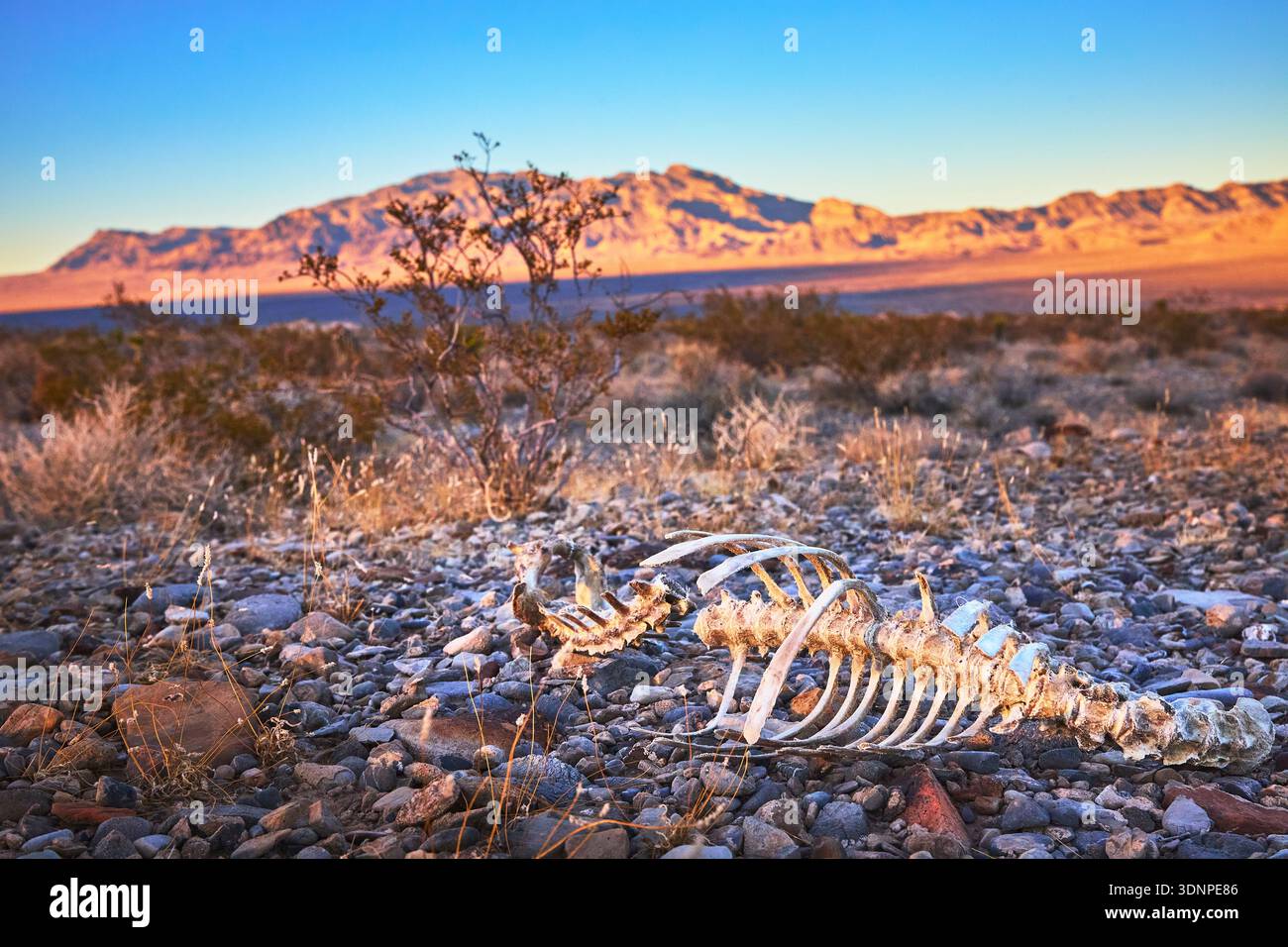 Lo scheletro del Cervo e il paesaggio del deserto al Golden Hour vicino a Las Vegas, Nevada Foto Stock