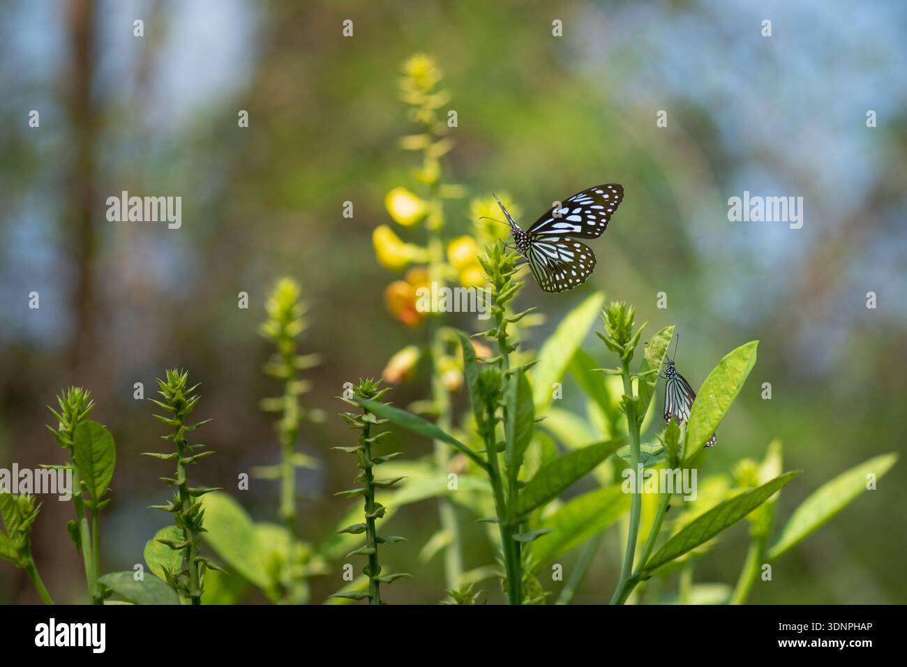 Farfalla della tigre blu sorseggiando il nettare dal fiore giallo. Foto Stock