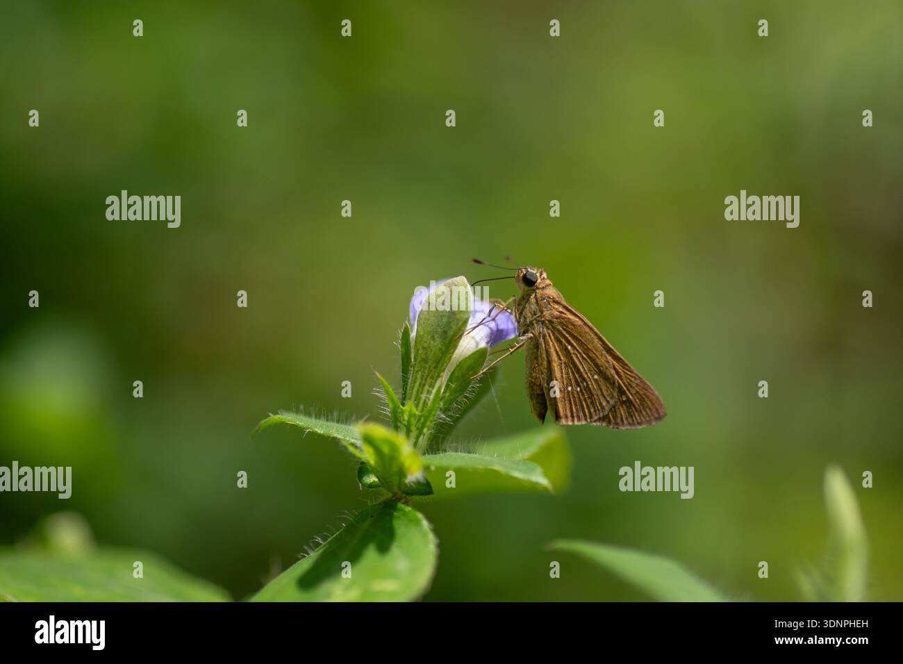 Farfalla Swift con marchio piccolo sorseggiando nettare dal piccolo fiore. Foto Stock