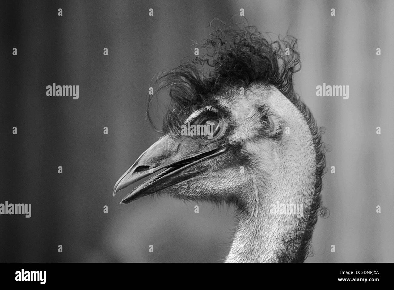 Emu - giornata dei capelli selvatici Foto Stock