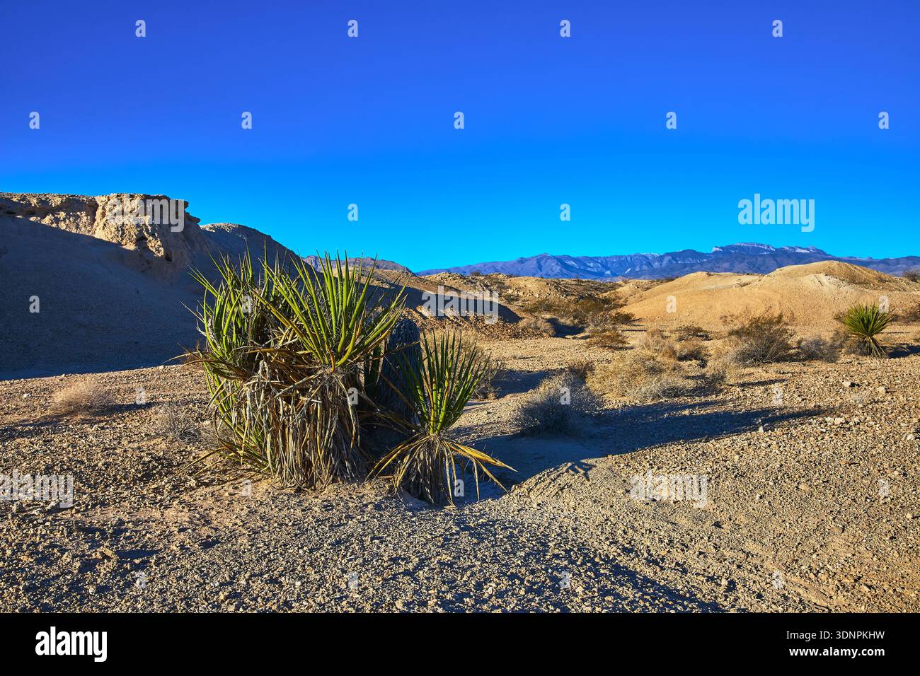 Paesaggio del deserto di Joshua Tree con Montagne Rocciose e vista sulle montagne Foto Stock