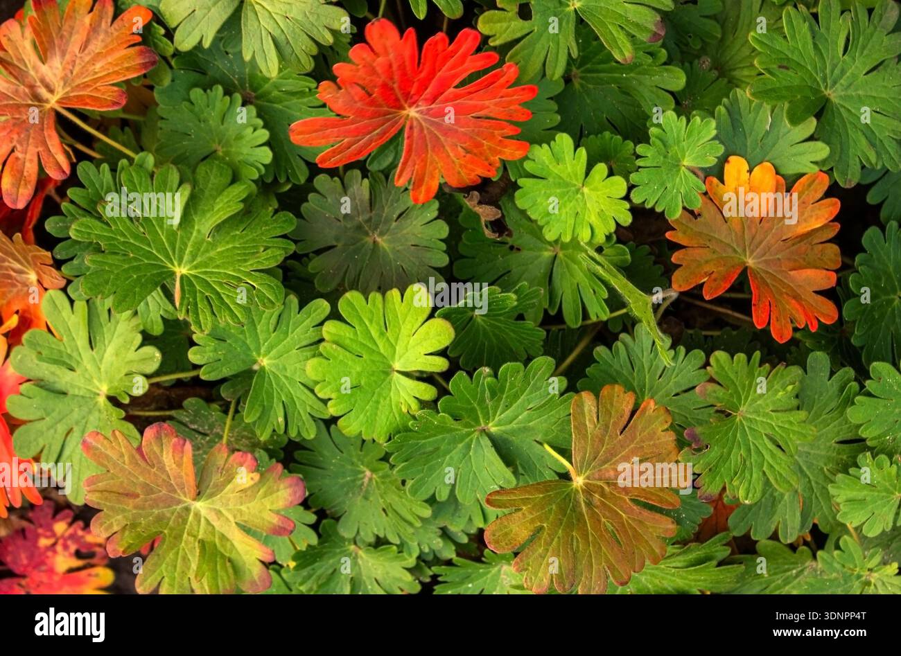 Foglie rosse e verdi di Geranium Macrorrhizum (geranio bigroot, geranio bulgaro, gru da roccia) texture fondo. Foto Stock