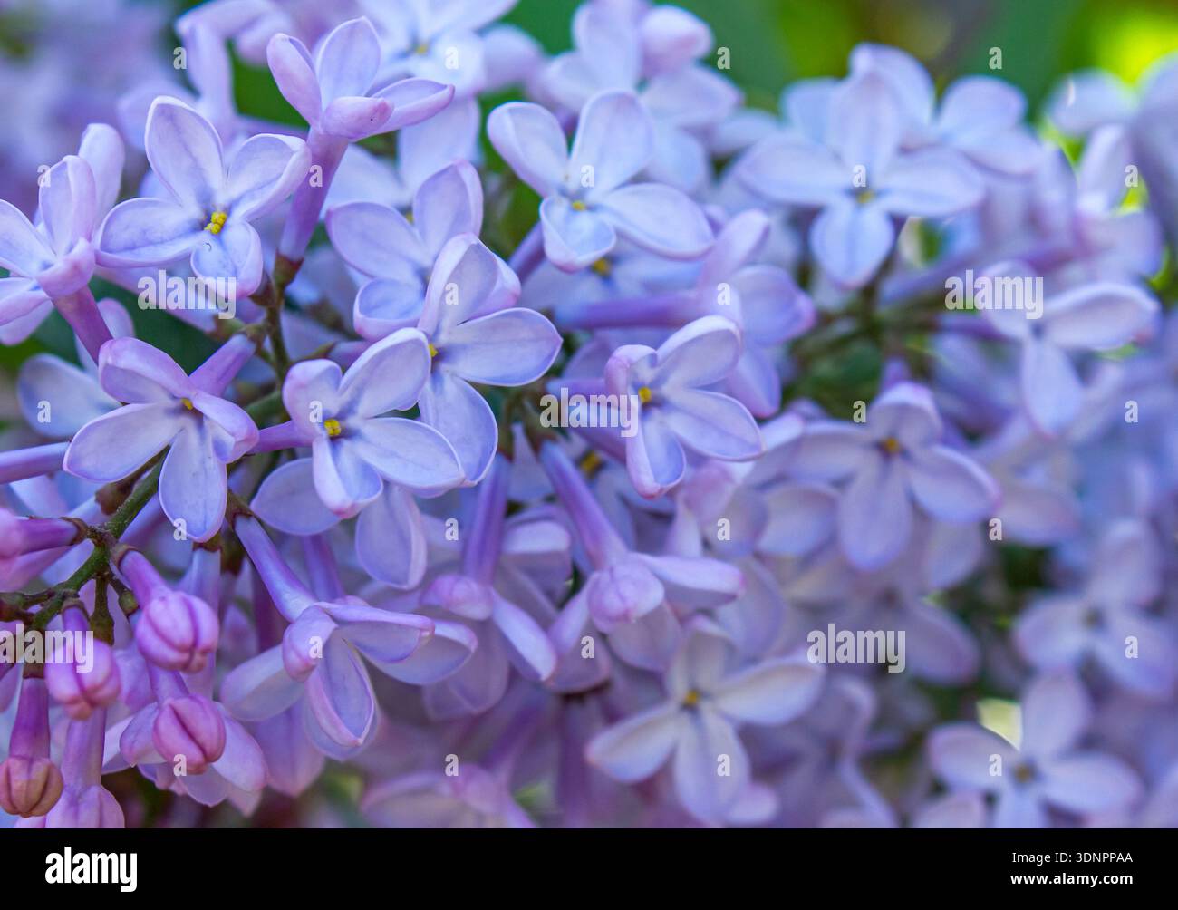 Primo piano di fiori lilla in fiore con petali di lavanda morbidi e sfondo sfocato. Texture floreale, sfondo naturale. Foto Stock