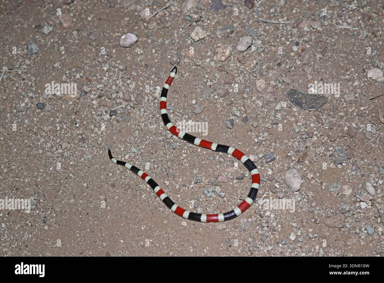 Serpente corallino dell'Arizona, serpente corallino di Sonora nel deserto di notte (Micruroides euryxanthus) Foto Stock