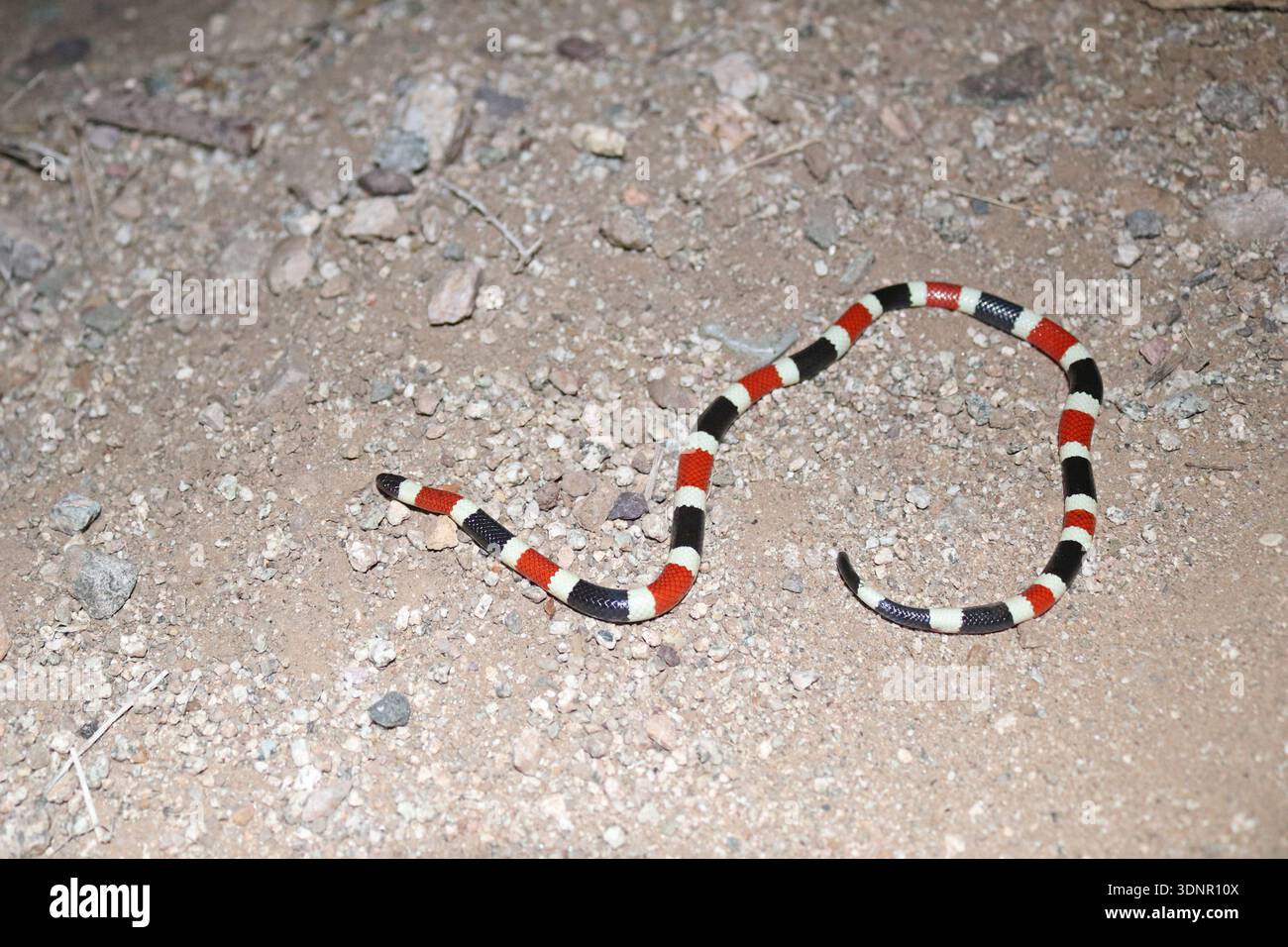 Serpente di corallo di Sonora nel deserto dell'Arizona di notte (Micruroides euryxanthus) Foto Stock