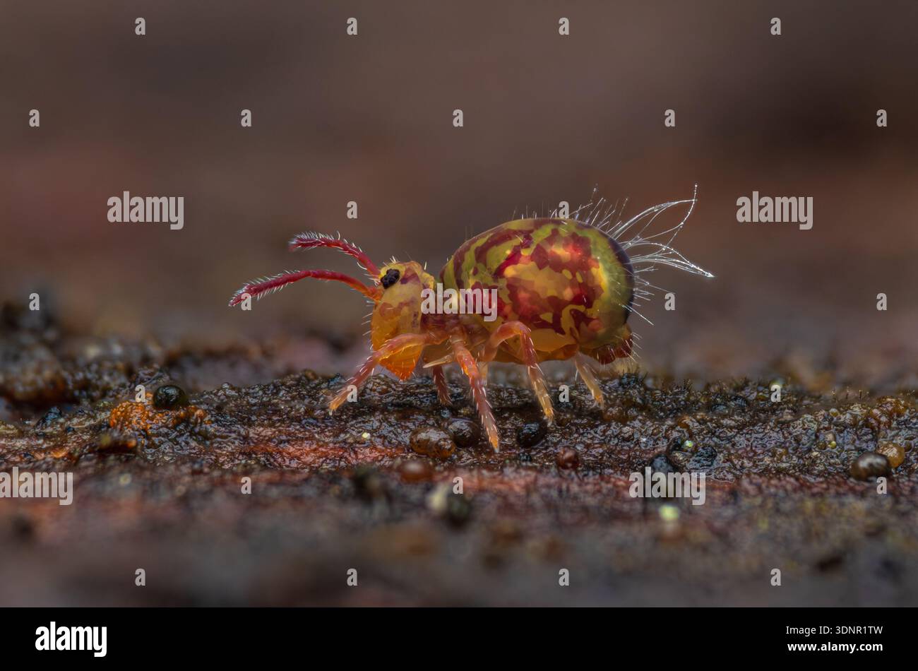 La piccola carina Springtail sta camminando su un albero morto Foto Stock