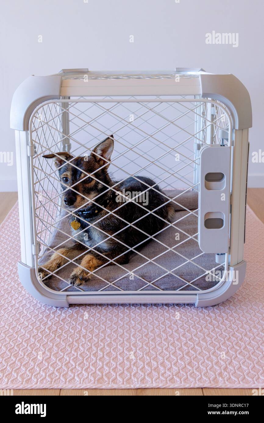Un Border Terrier all'interno di una cassa Foto Stock