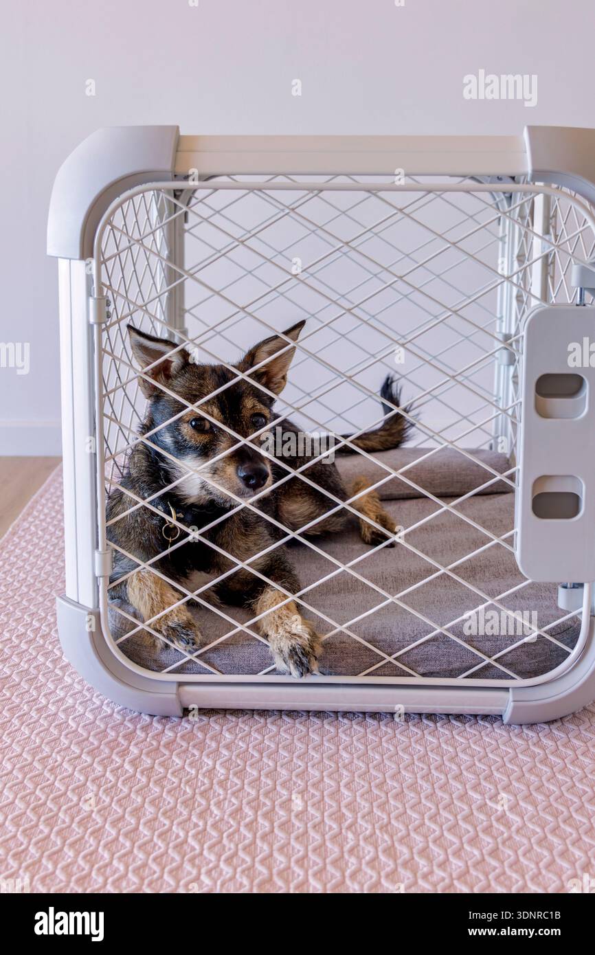 Un Border Terrier che giace all'interno di una cassa Foto Stock