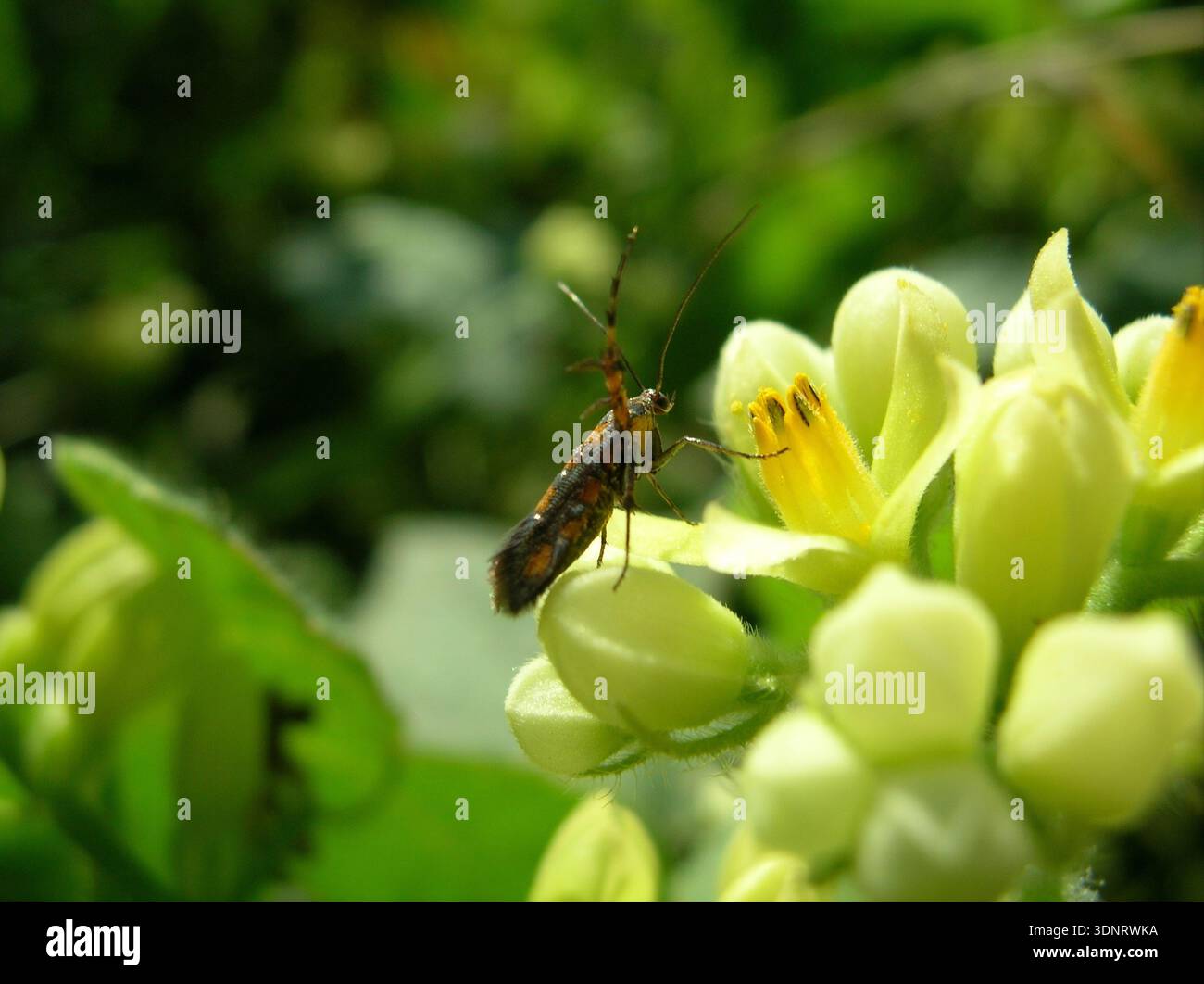 Micro falena (famiglia Gelechiidae) appoggiata su boccioli di fiori alla luce naturale del sole, macro fotografia Foto Stock