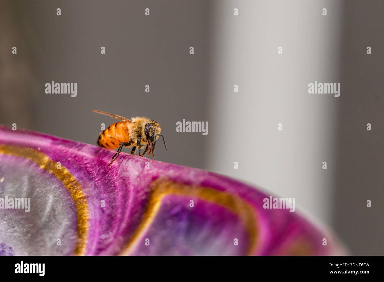 API da miele Foto Stock