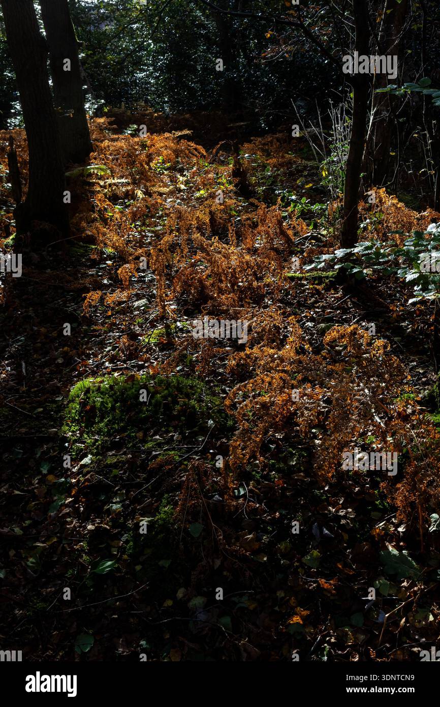 Luce del sole sul bracken dorato in una foresta buia Foto Stock