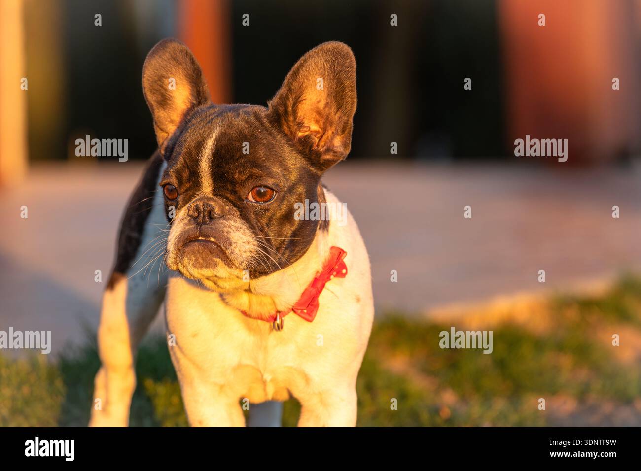 Un affascinante Bulldog francese si staglia nella calda luce dorata, indossando un collare rosso. Il canino fedele sembra attento e accogliente, ideale per famiglie, animali domestici e animali domestici Foto Stock