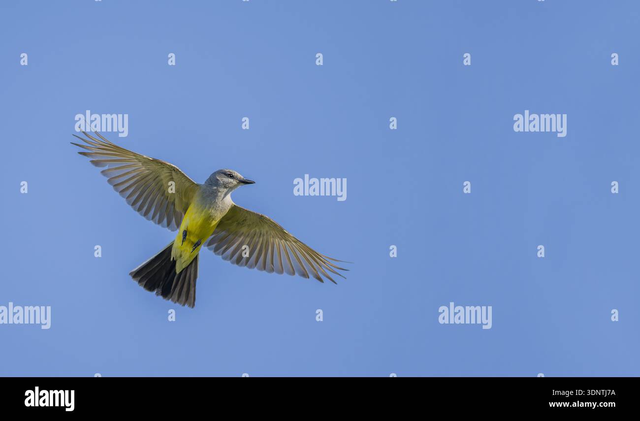 Kingbird occidentale con le sue ali spalancate Foto Stock