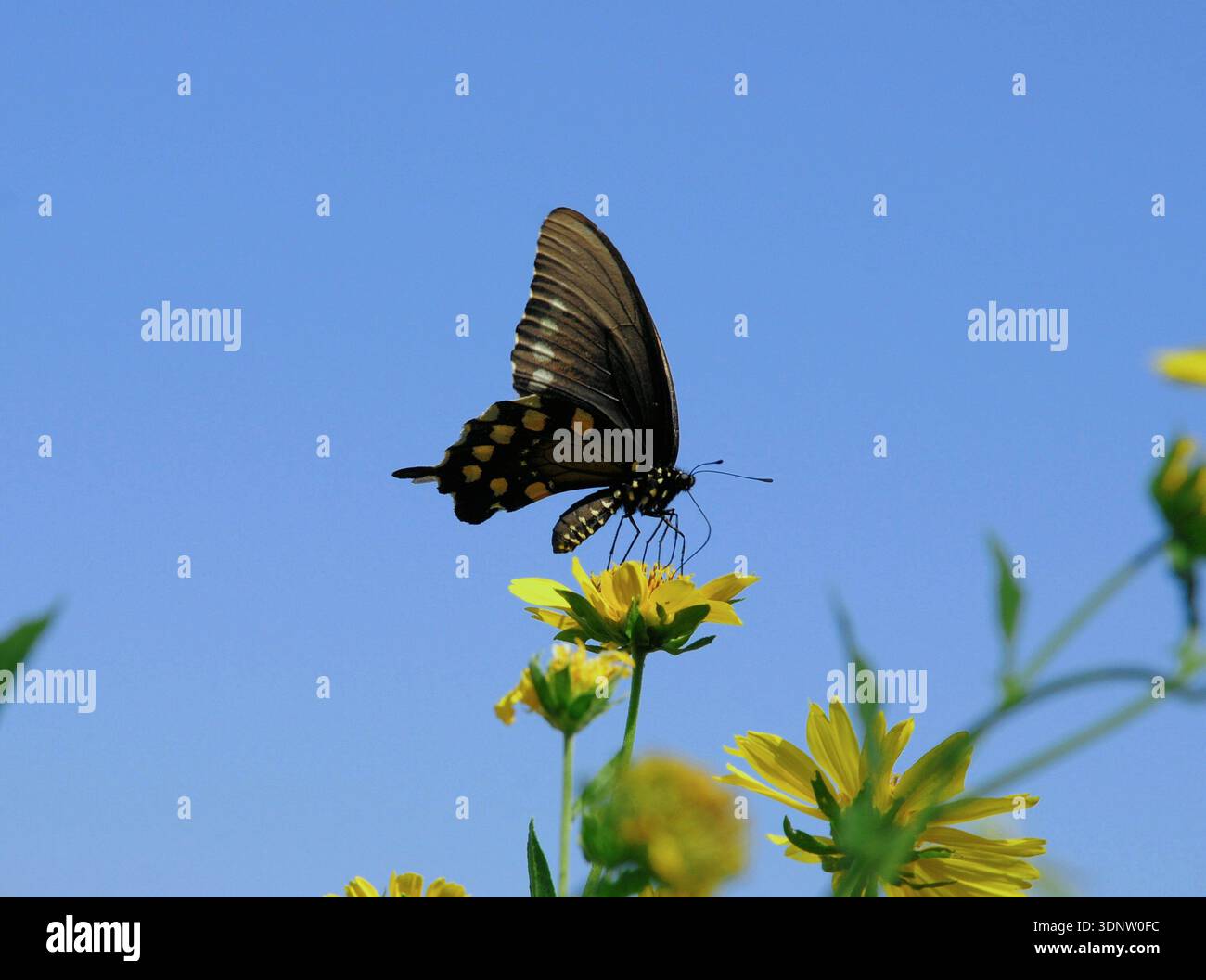 la farfalla si alza sopra un fiore giallo Foto Stock