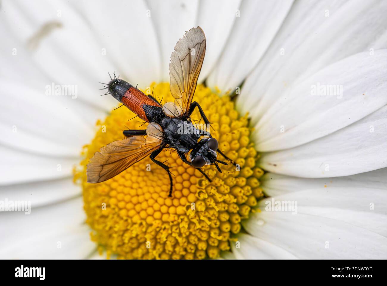 wasp con ali trasparenti e un addome arancione si trova su un fiore a margherita bianco Foto Stock