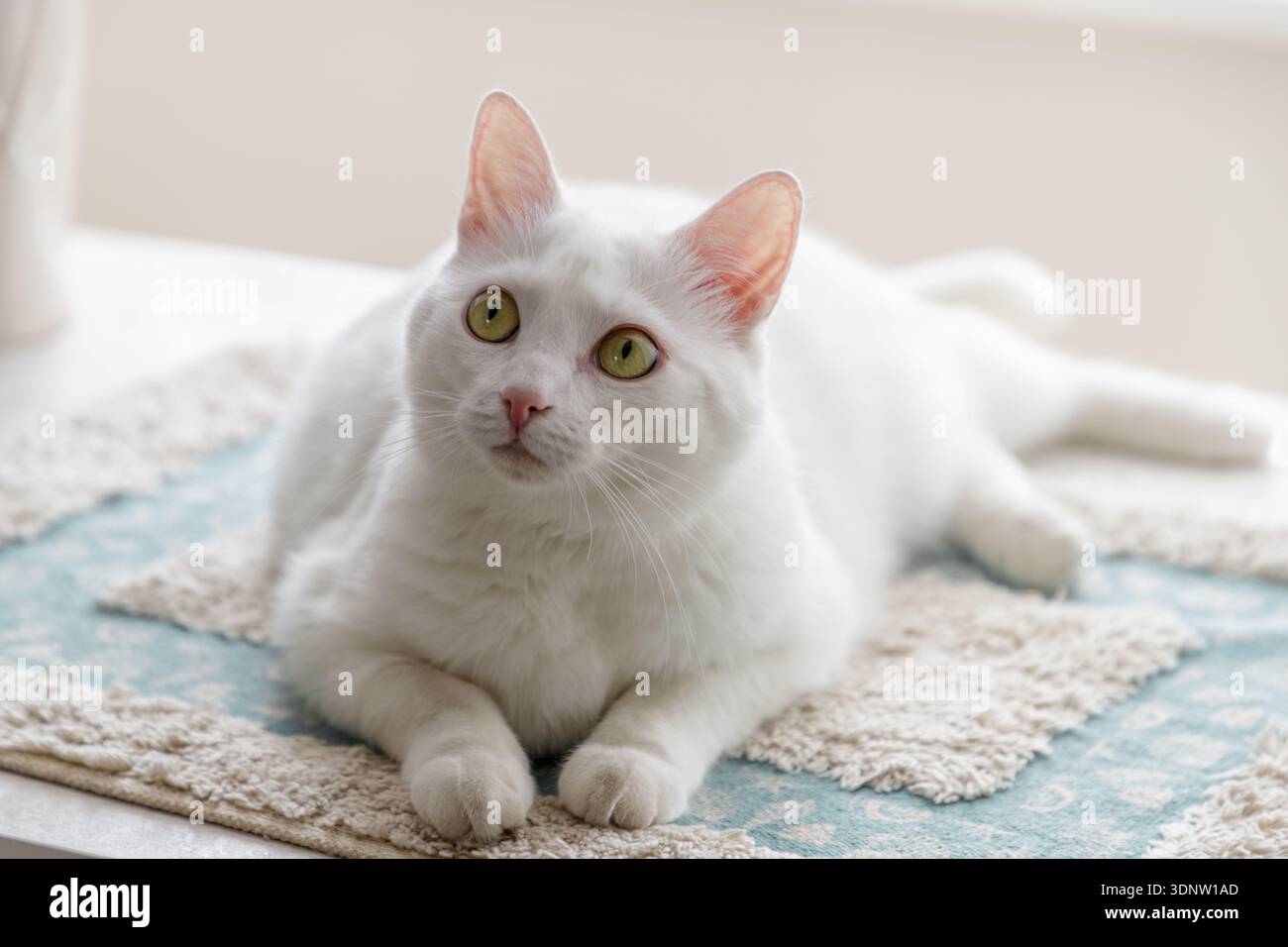 Gatto bianco sveglio Foto Stock