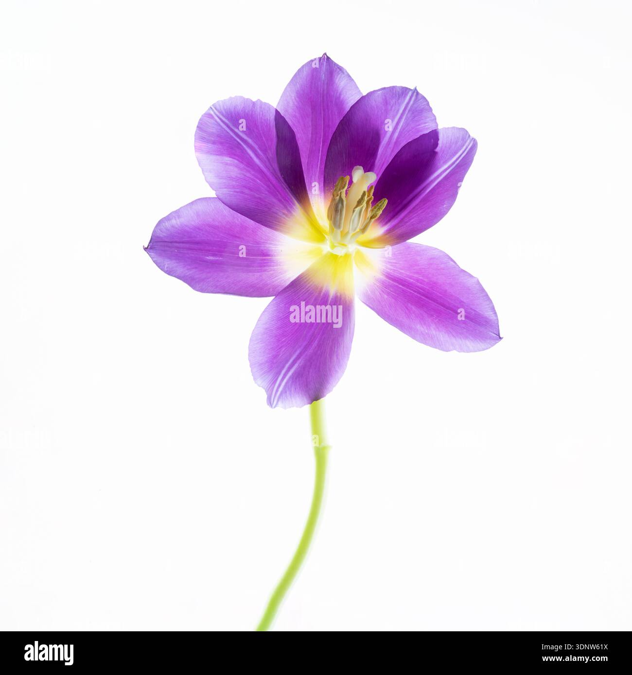 Un solitario fiore di tulipani viola morente, petali si diffondono per mostrare l'interno del fiore. Fotografato su sfondo bianco Foto Stock
