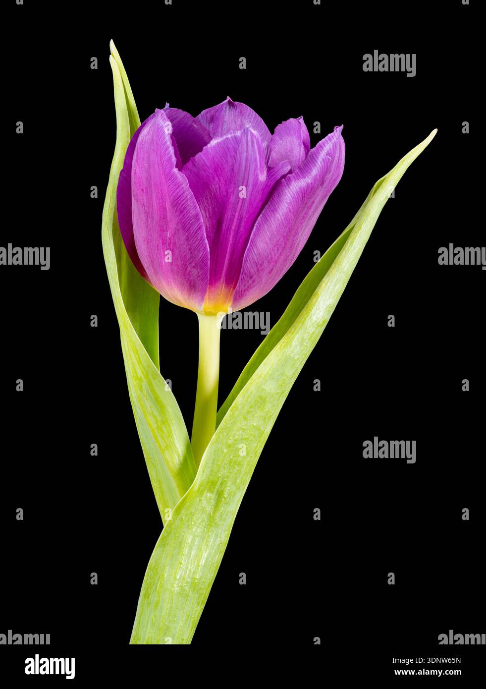 Un solitario fiore di tulipani viola, fotografato su un semplice sfondo nero Foto Stock