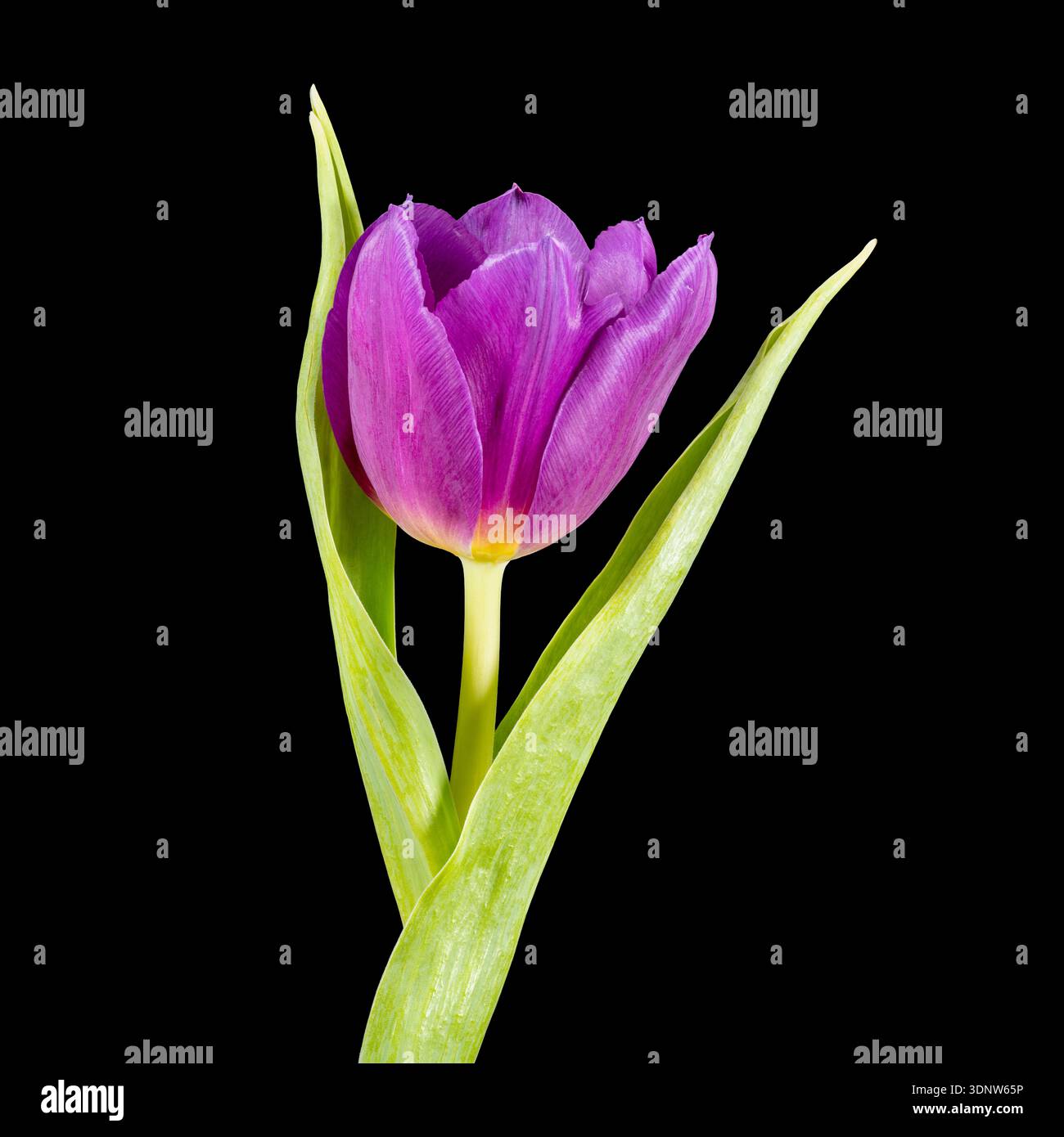Un solitario fiore di tulipani viola, fotografato su un semplice sfondo nero Foto Stock