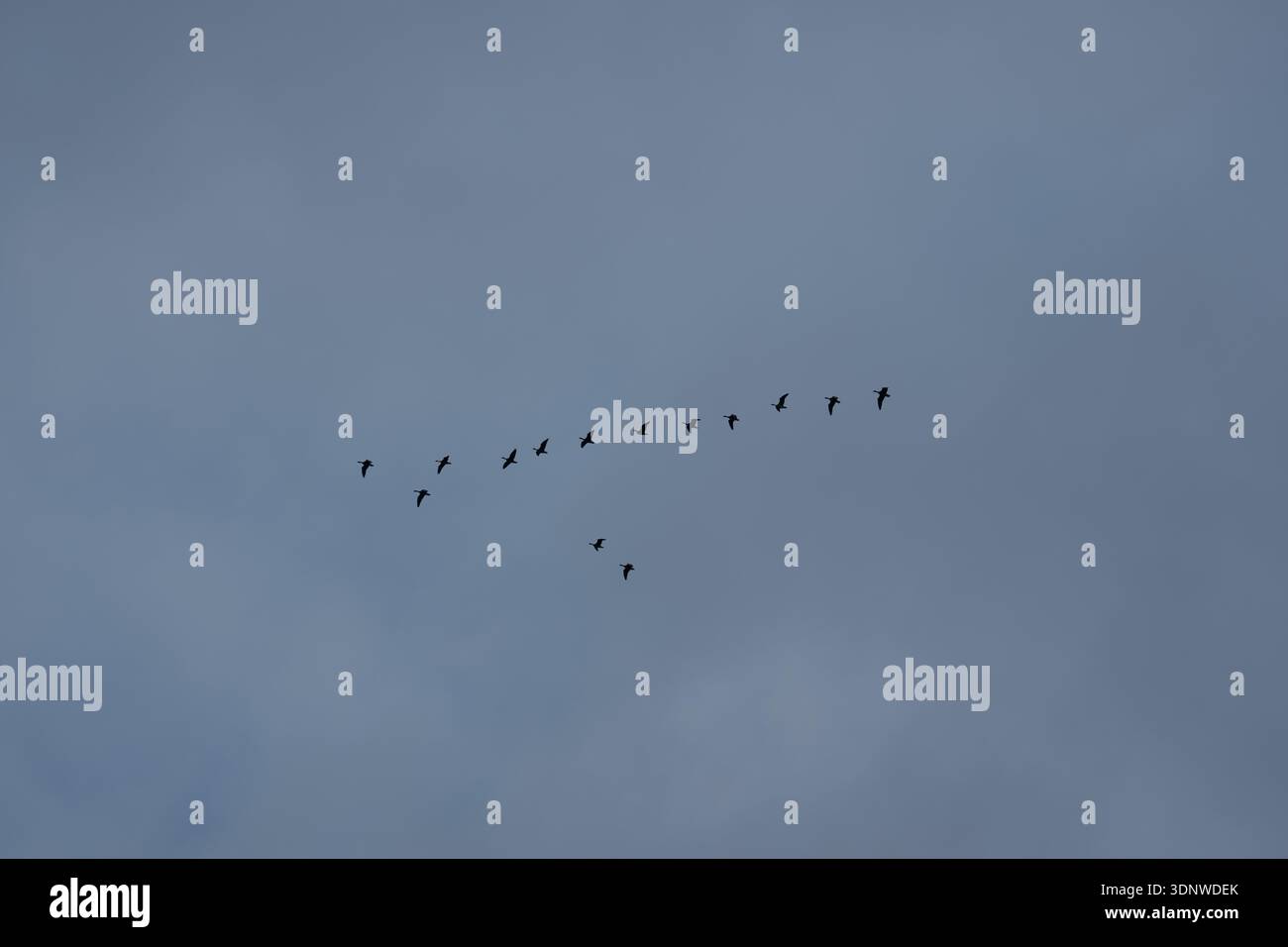 Un'ampia immagine di uno stormo di uccelli che volano in una classica formazione a V attraverso un vasto cielo blu durante la stagione delle migrazioni autunnali. Foto Stock